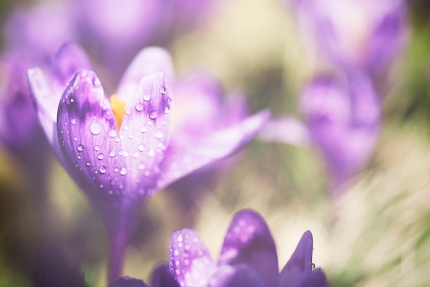 Spring crocus flower