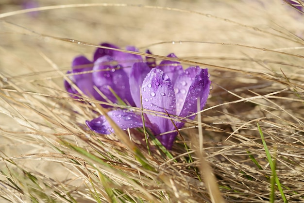 Spring crocus flower