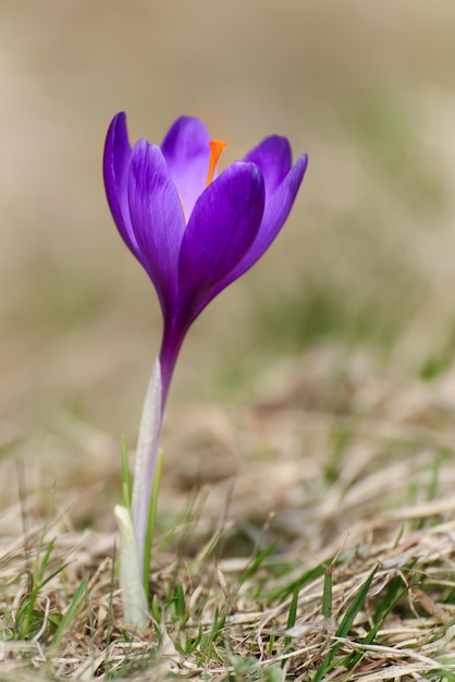 Photo spring crocus flower