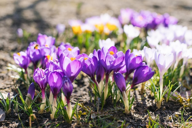 Spring crocus flowers bloom in the garden