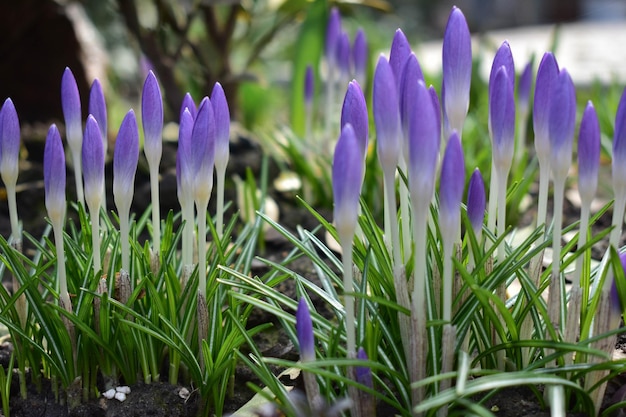 Photo spring crocus flowers in budsselective focus