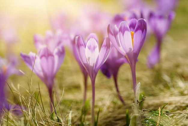 Spring crocus flowers