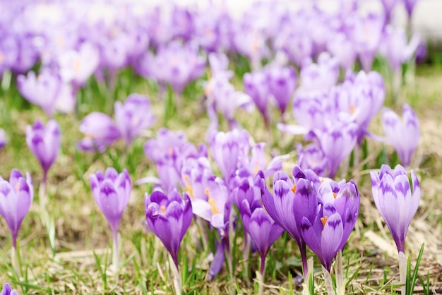 Spring crocus flowers