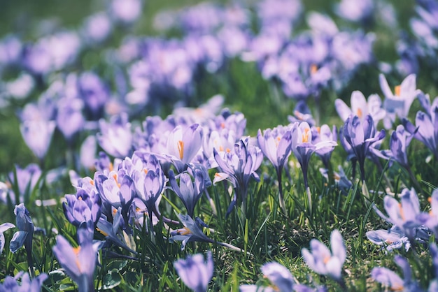 Spring crocus flowers