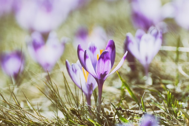 Spring crocus flowers