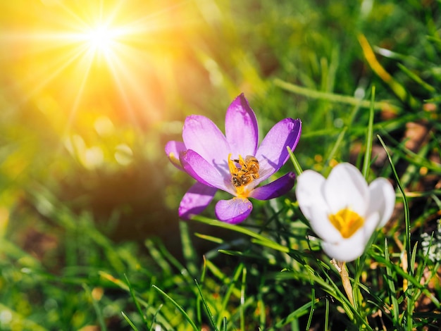 Spring crocuses bloom in the park fresh beautiful purple and yellow crocuses selective focus spring