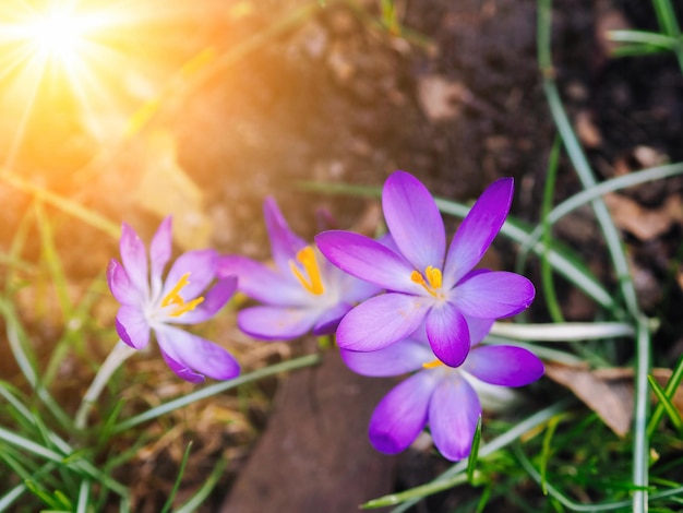 Spring crocuses bloom in the park fresh beautiful purple and yellow crocuses selective focus spring