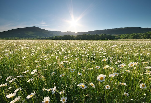 Spring daisy flowers in meadow