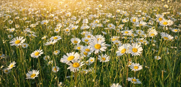 Spring daisy flowers in meadow