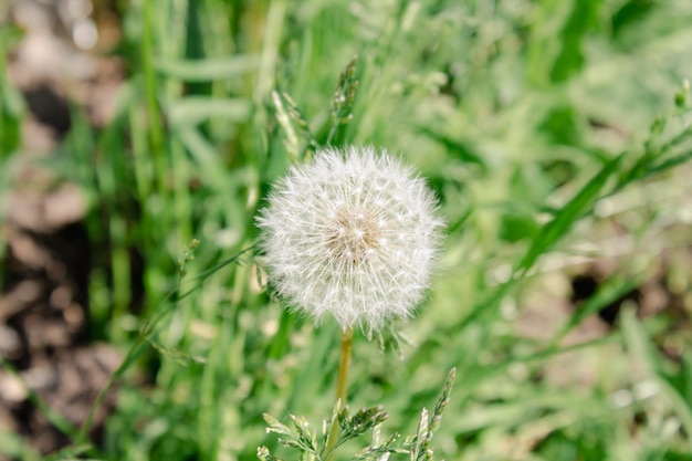 Spring dandelion in the grass