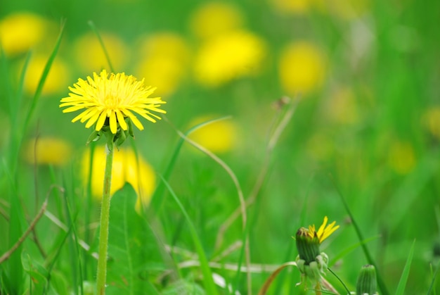 Spring dandelion in green grass