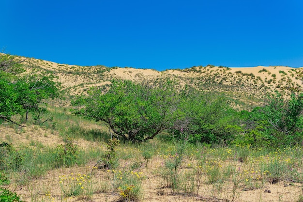 Spring desert blooming vegetation on the edge of the Sarykum sand dune