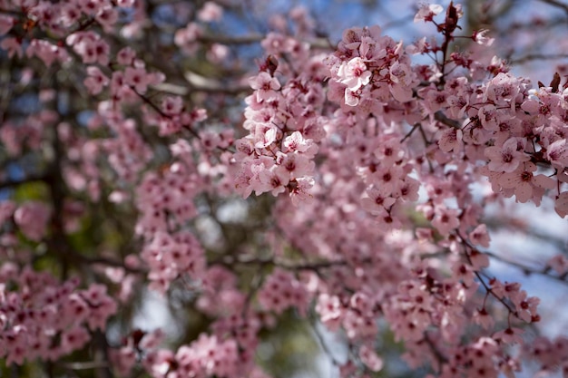 spring, details of cherry blossoms with beautiful pink petals.