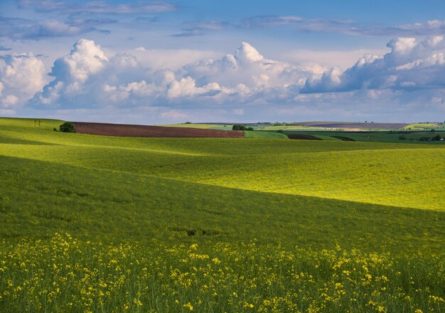 Spring evening view with rapeseed yellow blooming fields in sunlight with cloud shadows Natural seasonal good weather climate eco farming countryside beauty concept