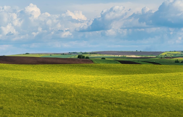 Spring evening view with rapeseed yellow blooming fields in sunlight with cloud shadows