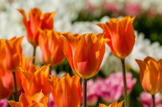 Spring field of colorful tulips