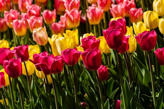 Spring field of colorful tulips