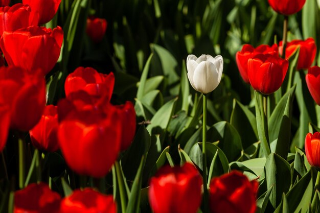 Spring field of colorful tulips