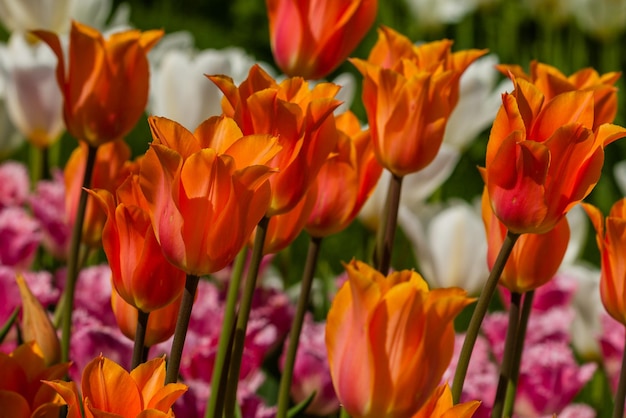 Spring field of colorful tulips