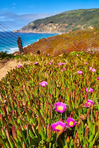 Spring field of pink flowers with ocean in distance