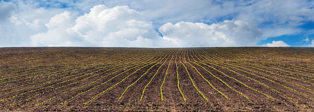 Spring field with corn crops, rows of corn in the field