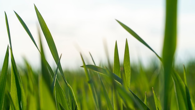 Spring field with green grass against the sky