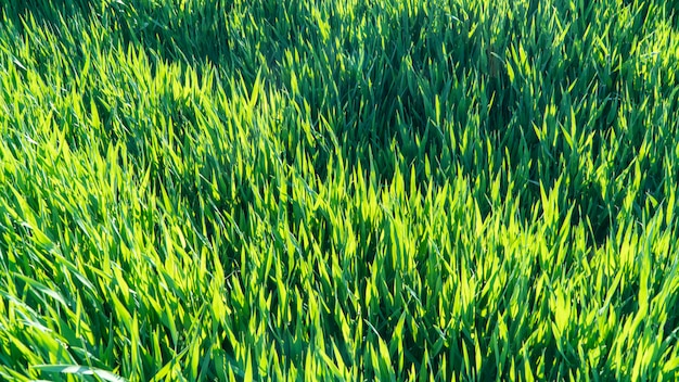 Spring field with green grass