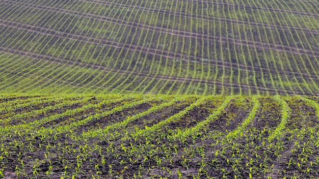 Spring field with rows of corn, corn shoots in the field