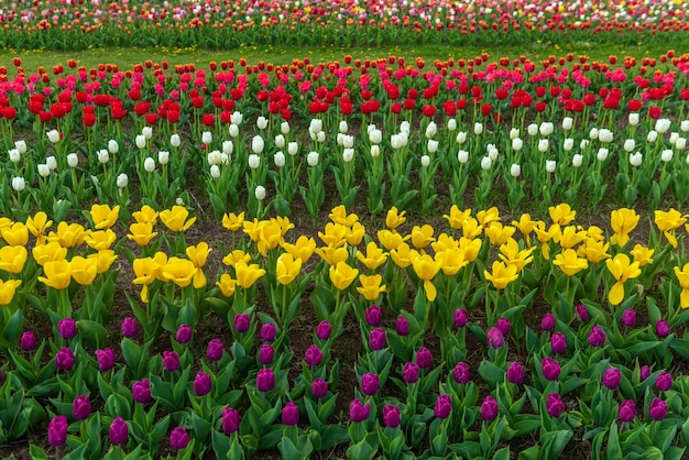 Spring fields of blooming tulip. Beauty outdoor scene. Colorful  flowers farm landscape