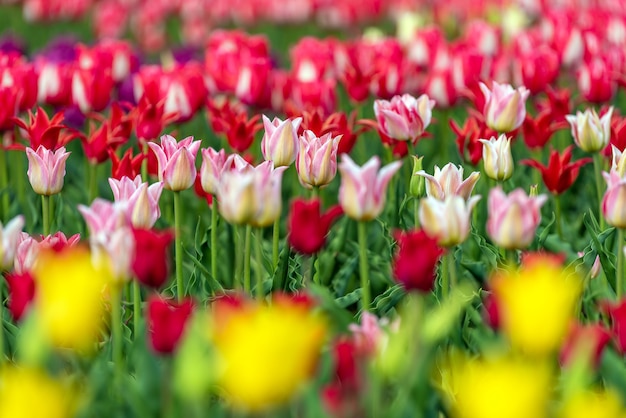 Spring fields of blooming tulip. Beauty outdoor scene. Colorful  flowers farm landscape