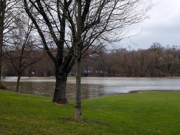 Spring flood The river overflowed its banks and spilled between the trees of the park