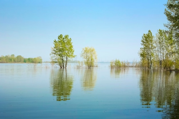 Spring flooding on the river waterlogged trees