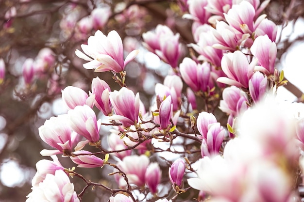 Spring floral background beautiful bloomed light pink magnolia flowers in a soft light selective foc