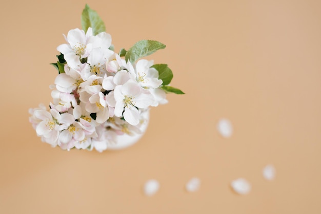 Spring floral background Flat lay of flowers and petals of flowers of white apple tree on beige background top view Women's day or early spring greeting card