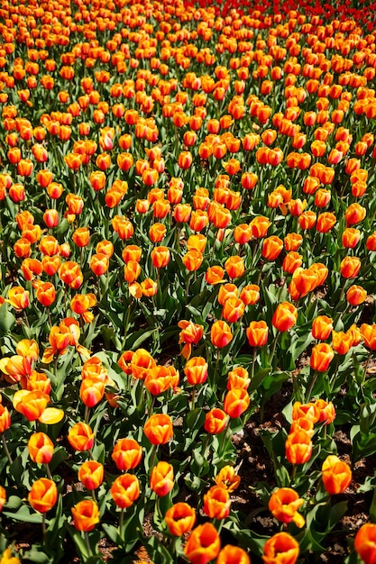 Spring floral background. The symbol of the Netherlands. tulips in the garden. Magical spring landscape with a flower. Amazing tulip field in Holland. tulips in spring.