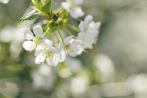 Spring floral scenery with apple blossoms close up white flowers with bokeh blur texture