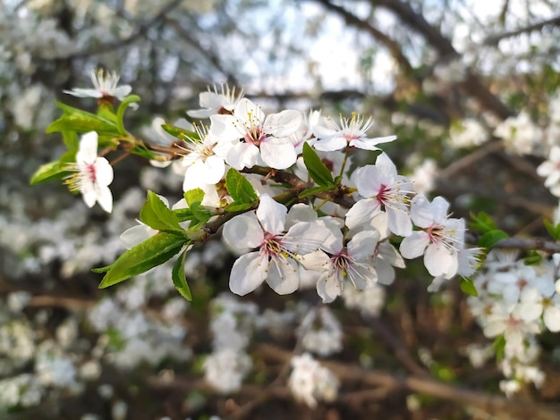 Spring flower background Sakura blossom white petal Floral cherry tree garden