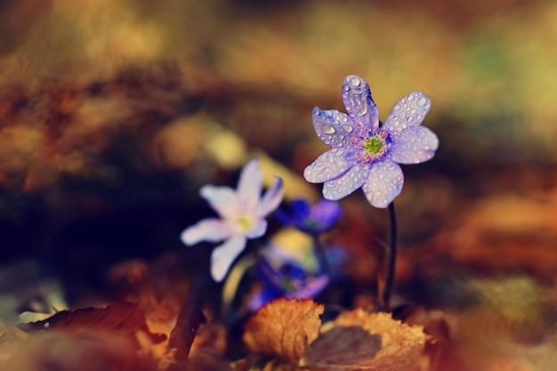 Spring flower Beautiful blooming first small flowers in the forest Hepatica Hepatica nobilis