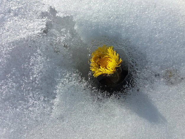 Spring flower Coltsfoot making her way through the white snow after winter plant yellow flower