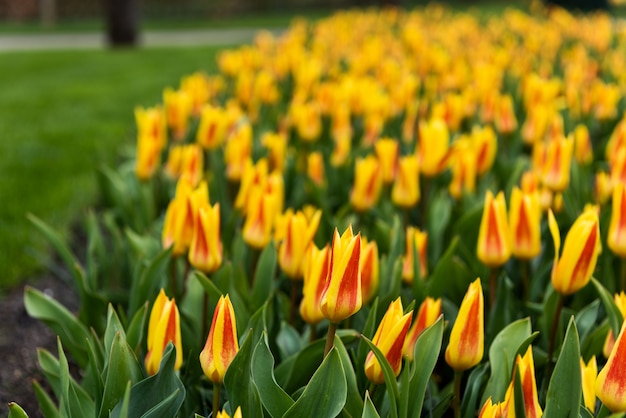 Spring flower garden of Keukenhof in Lisse, Holland