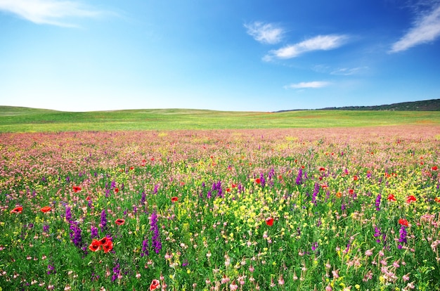 Spring flower meadow