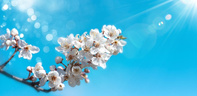 Spring flower natural landscape with white flowers of an apple tree on the background of the blue sky close-up. Soft focus