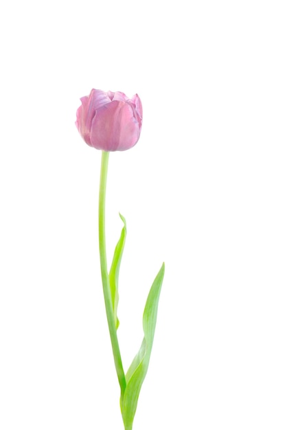 Spring flower pink tulip isolated on white background