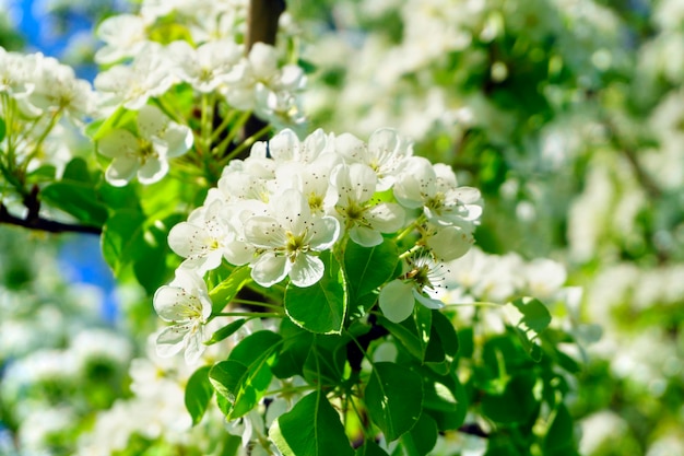 Spring flower on tree background Apple blossom petals with beauty bokeh