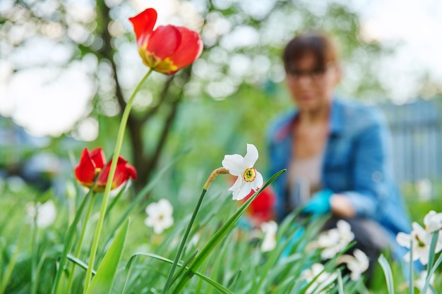 Spring flowerbed in the backyard blooming tulips and daffodils