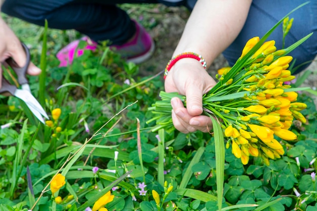 Spring flowerbed bloom yellow freesia