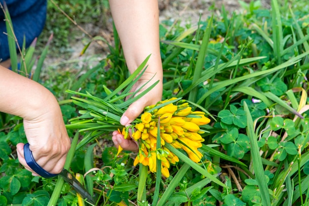 Spring flowerbed bloom yellow freesia