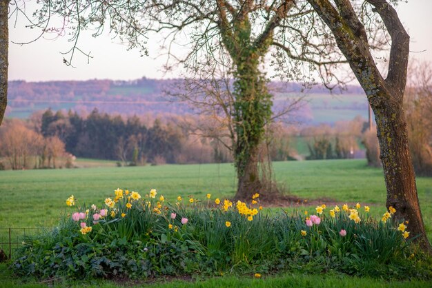 Spring flowerbed with flowers at sunset