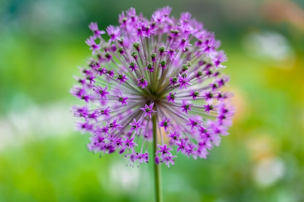 Spring flowering, a beautiful onion bud