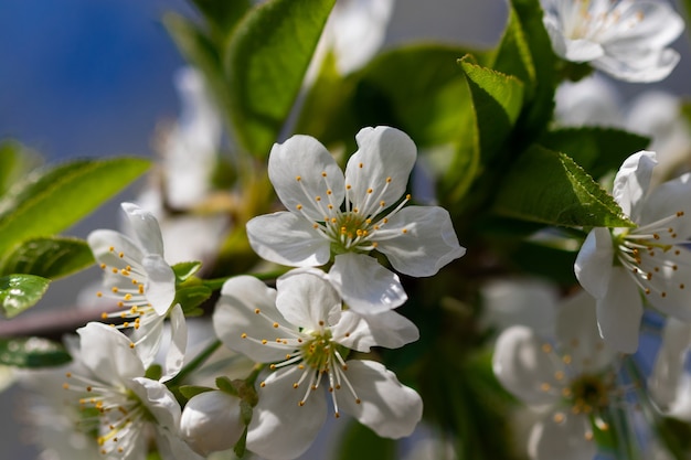 A spring Flowering branch against the blue sky backgrounds.